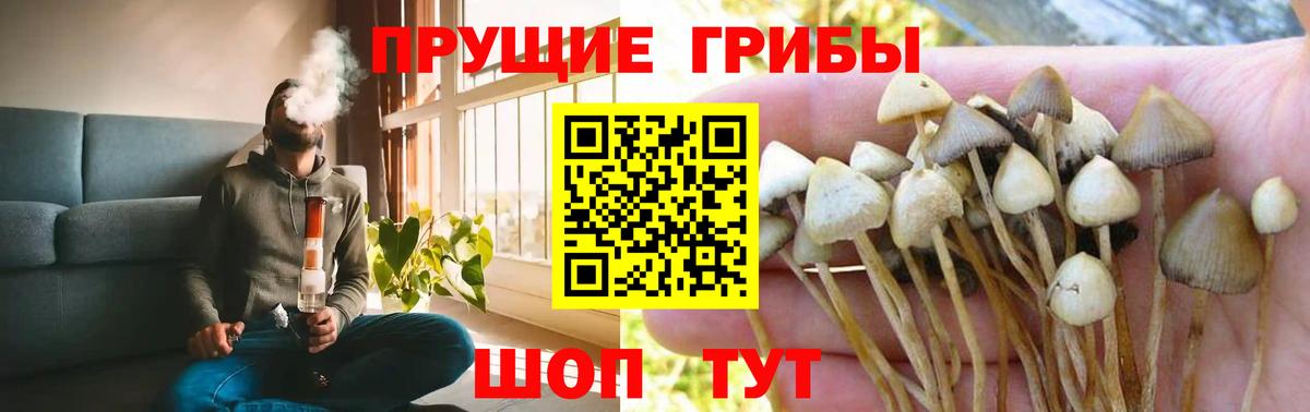 Псилоцибиновые грибы мицелий  Вход с VPN  Богородск  Псилоцибиновые грибы мицелий 